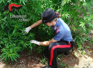 Lapedona – Blitz dei carabinieri, scoperte trenta piante di marijuana